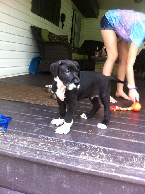 Toby