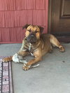 Hoozer