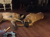Doris