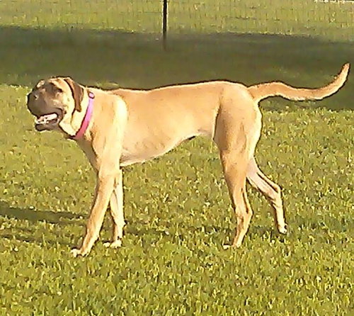 Princess