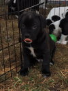 Stout
