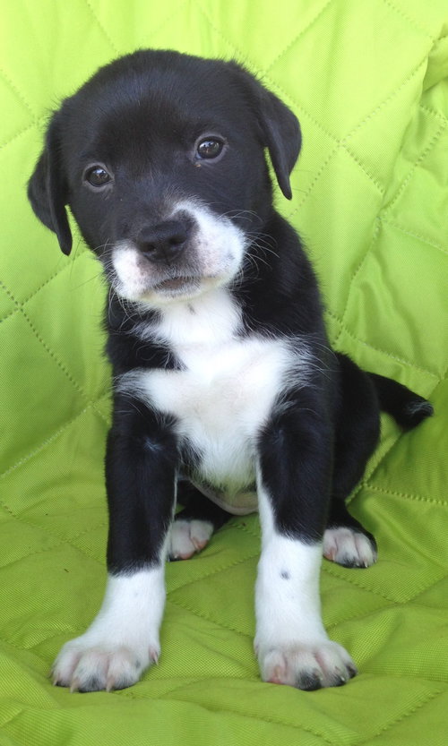 Porter