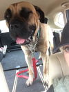 Tilly (located in Akron, OH)