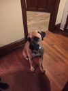 Tilly (located in Akron, OH)