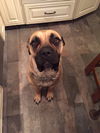 Tilly (located in Akron, OH)