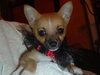 Pimento