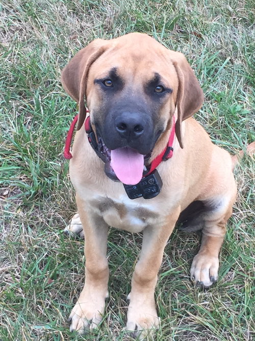 Bruno