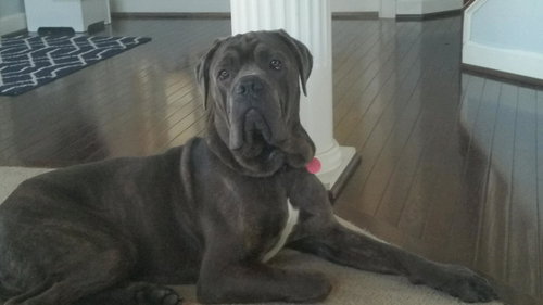 Rex