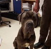 Rex