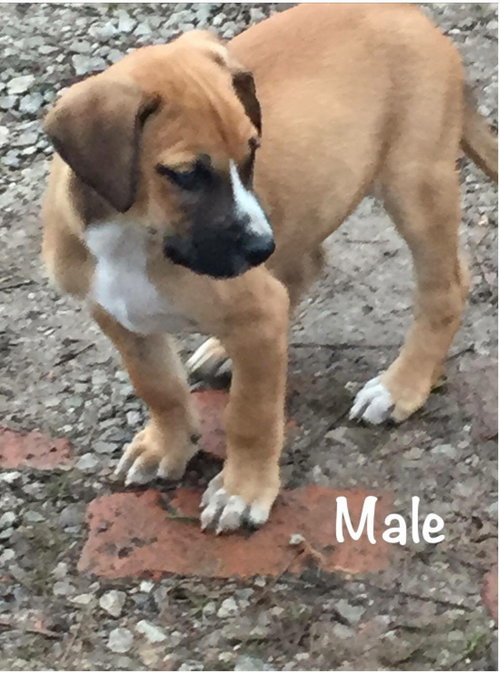 Pup #1