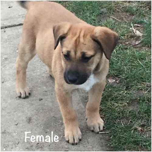 Pup #2