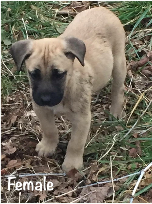 Pup#3