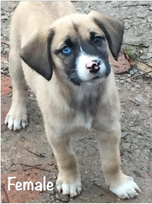 Pup #4