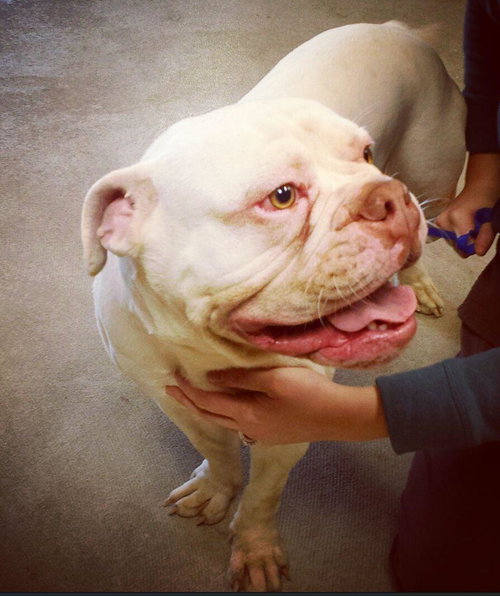 Meg  (Olde English Bulldog)