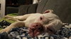 Meg  (Olde English Bulldog)