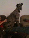 Cobe (Gentle Giant)
