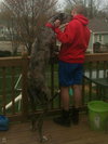 Cobe (Gentle Giant)