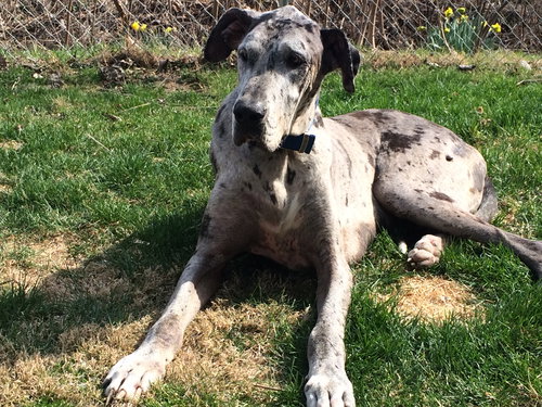Cobe (Gentle Giant)