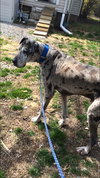 Cobe (Gentle Giant)