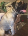 Shamus