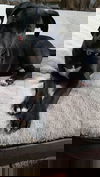 Sable