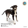 adoptable Dog in mobile, AL named ROWDY