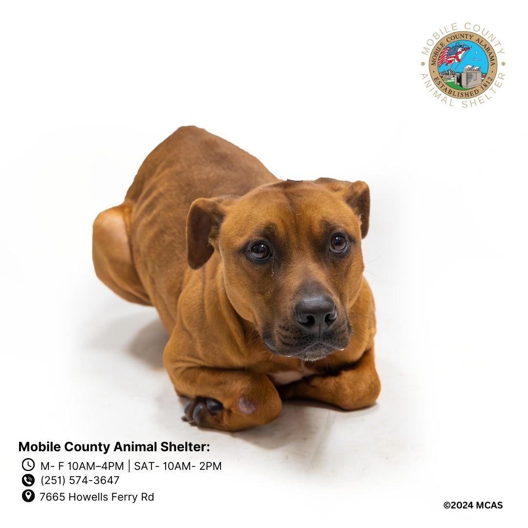 adoptable Dog in Mobile, AL named TOBASCO