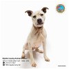 adoptable Dog in mobile, AL named BEEBEE
