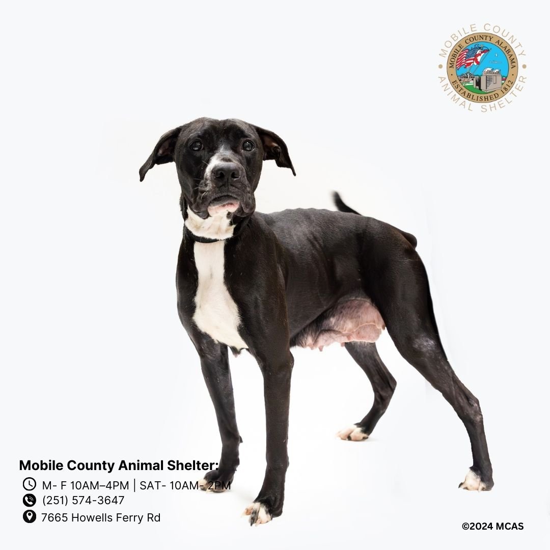 adoptable Dog in Mobile, AL named DAISY