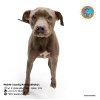 adoptable Dog in mobile, AL named LILO