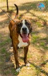 adoptable Dog in  named WOODS