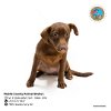 adoptable Dog in mobile, AL named DAKOTA