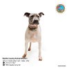 adoptable Dog in mobile, al, AL named BRUNO