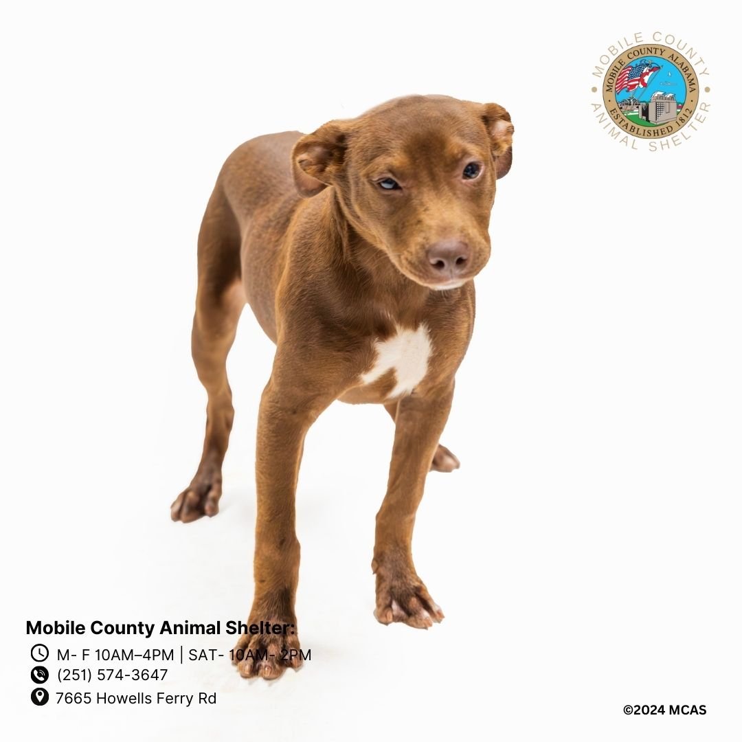adoptable Dog in Mobile, AL named CASEY
