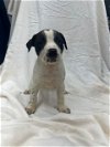 adoptable Dog in mobile, AL named ABBY