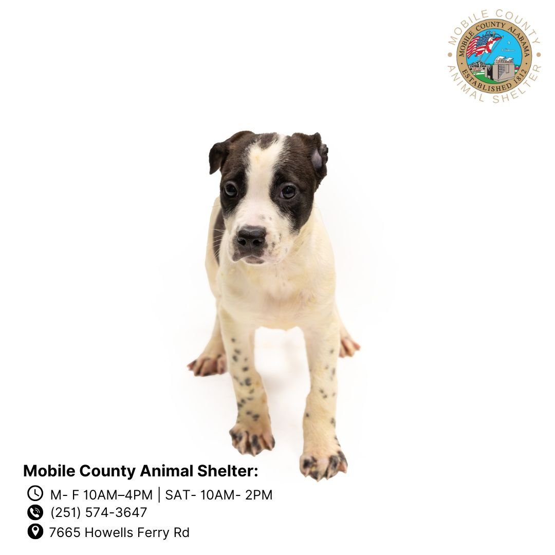 adoptable Dog in Mobile, AL named ABBY