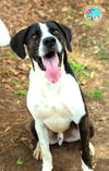 adoptable Dog in Mobile, AL named BOONE