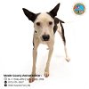 adoptable Dog in mobile, AL named ACE