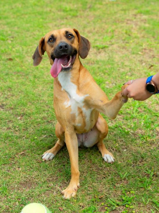 adoptable Dog in Mobile, AL named BROWNIE