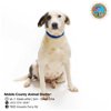 adoptable Dog in  named NELLIE