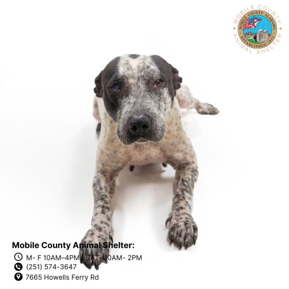 adoptable Dog in Mobile, AL named BEANS
