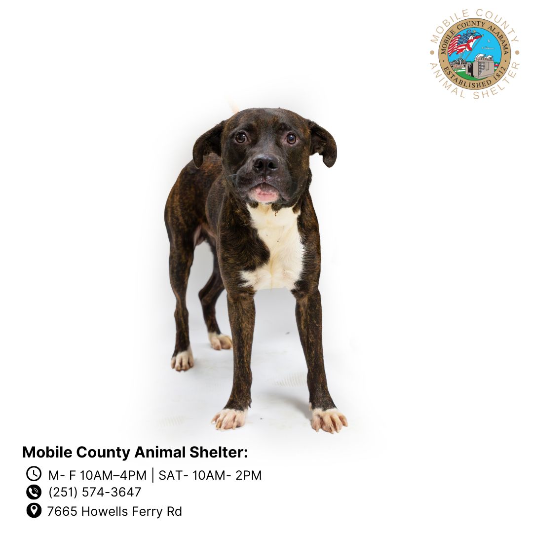 adoptable Dog in Mobile, AL named JOE DIRT