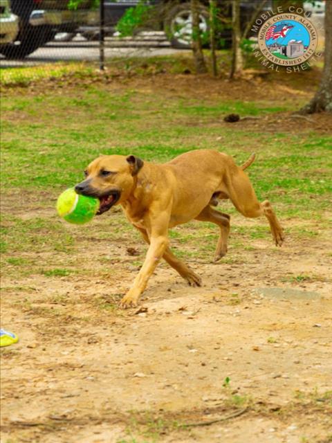 adoptable Dog in Mobile, AL named FRANK