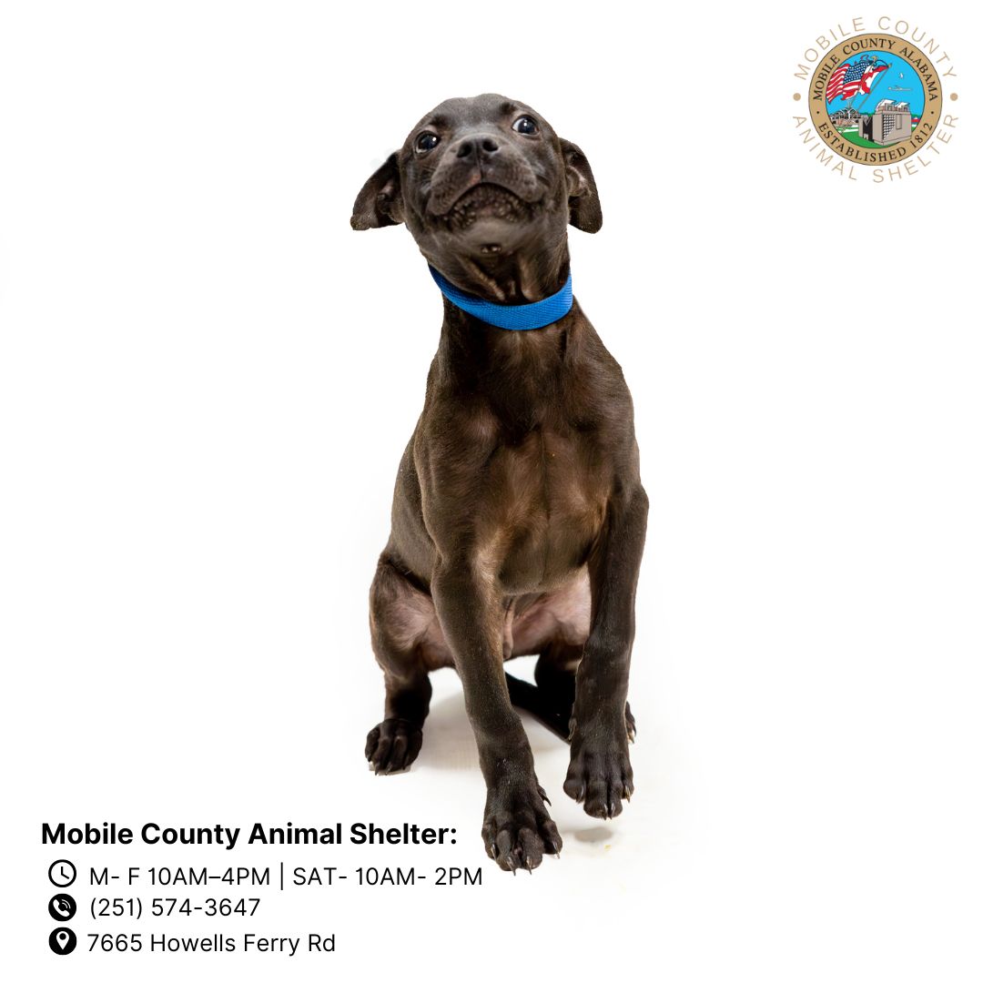 adoptable Dog in Mobile, AL named SAGO