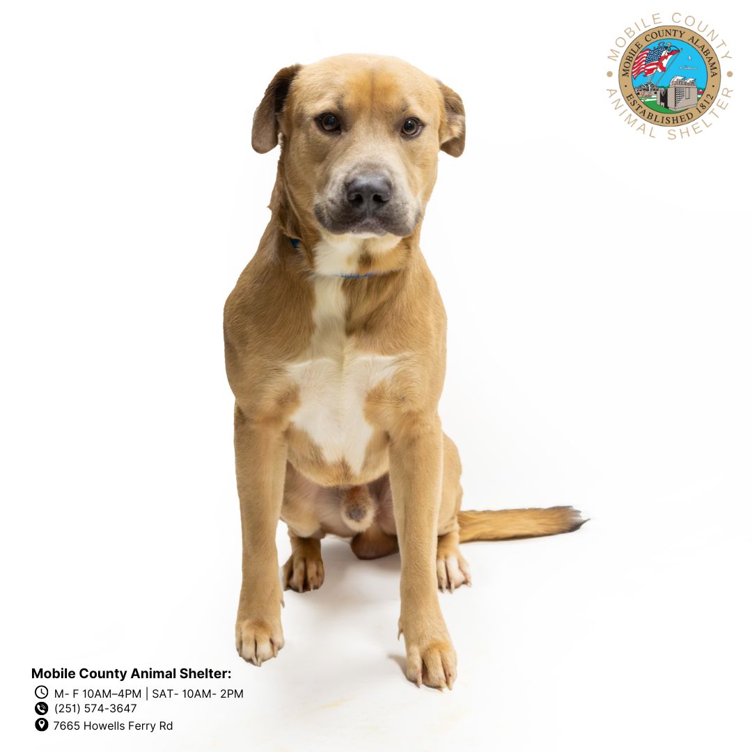 adoptable Dog in Mobile, AL named PAW MCCARTNEY