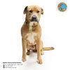 adoptable Dog in Mobile, AL named PAW MCCARTNEY