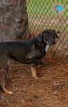 adoptable Dog in Mobile, AL named SPARKY MCQUEEN