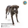 adoptable Dog in Mobile, AL named LOVIE