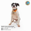 adoptable Dog in Mobile, AL named CHRIS