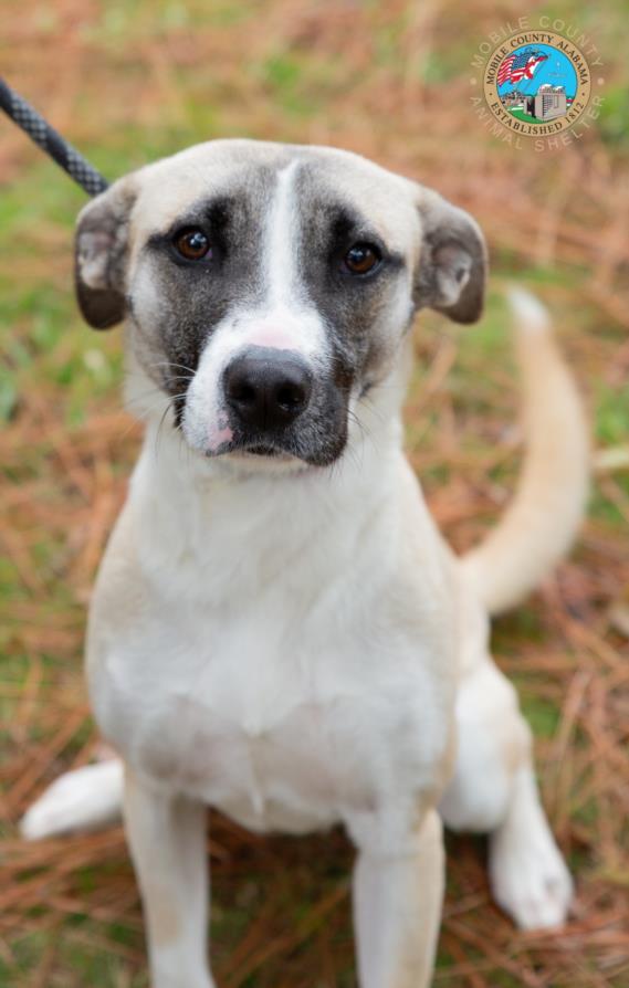 adoptable Dog in Mobile, AL named VEE